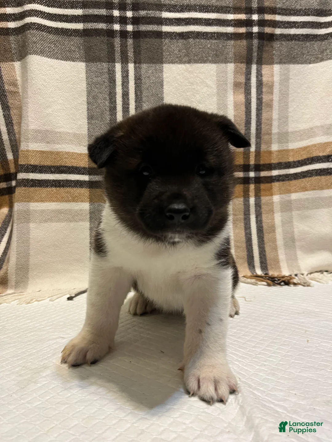 Akita dogs for sale: Sofie - Ad 1