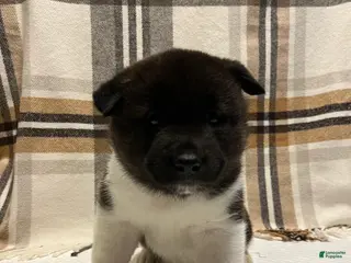 Akita dogs for sale: Sofie - Ad 4