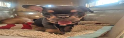 French Bulldog dogs for sale: French Bulldog 4 - Ad 3