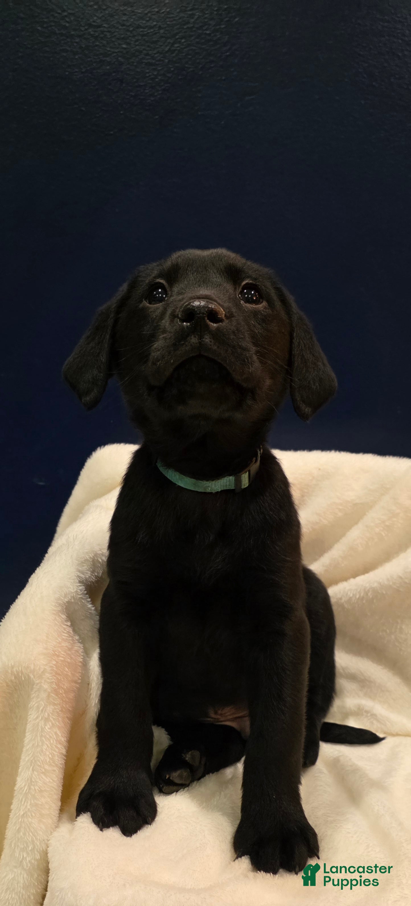 Labrador Retriever dogs Buddy - Ad 1