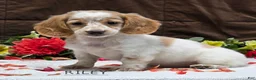 Miniature Dachshund dogs for sale: Riley - Ad 1