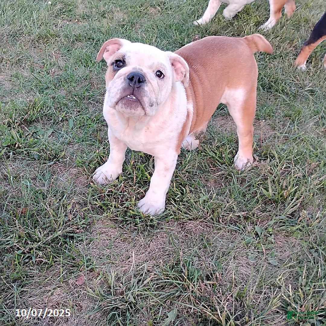 English Bulldog dogs for sale: Rolita - Ad 1