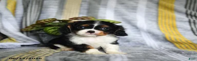 Jett