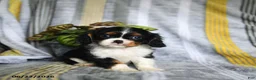 Cavalier King Charles Spaniel dogs for sale: Jett - Ad 1