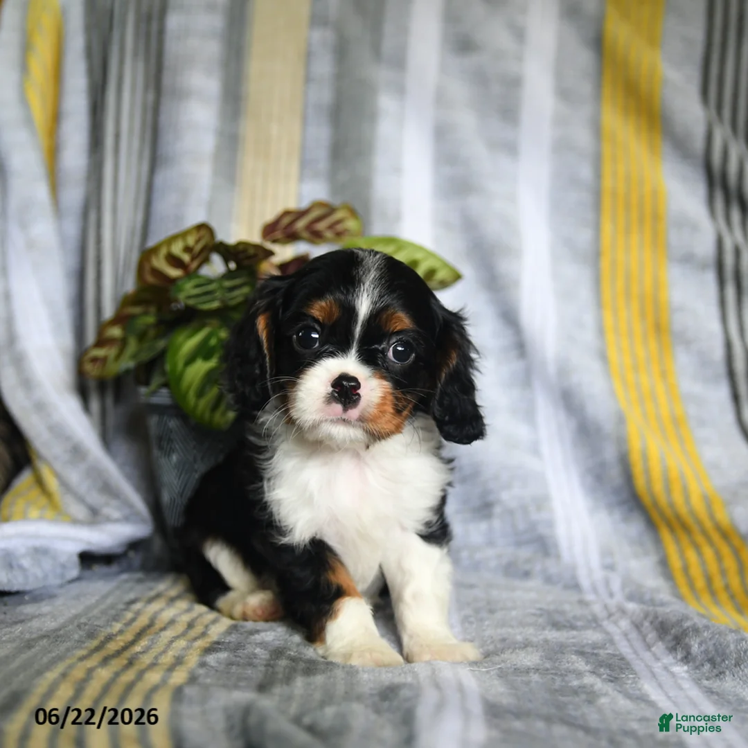 Cavalier King Charles Spaniel dogs for sale: Jett - Ad 1