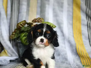 Cavalier King Charles Spaniel dogs for sale: Jett - Ad 4