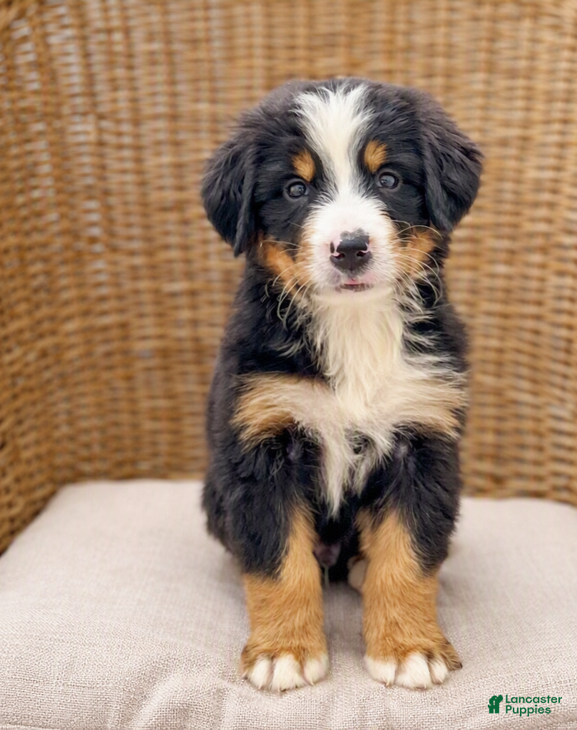 Bernese Mountain Dog dogs Junior - Ad 2