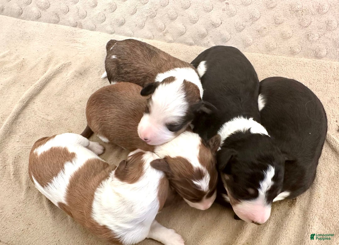 Gallery Image {{count}}