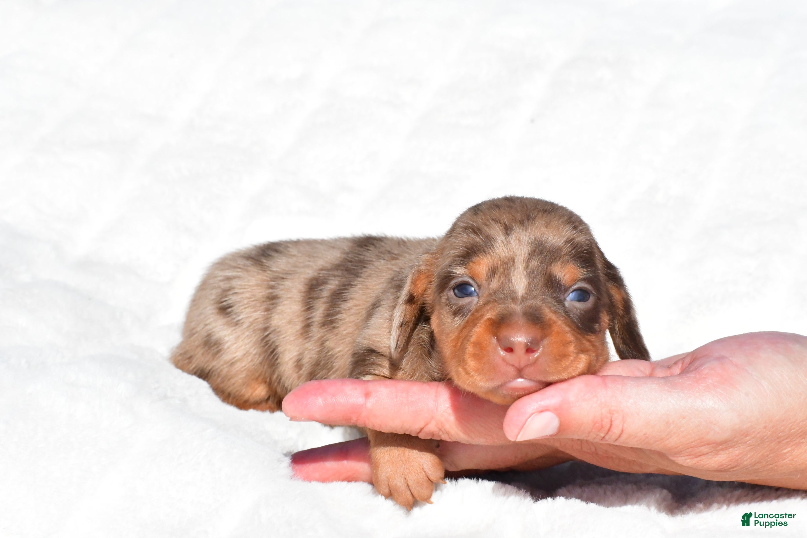 Miniature Dachshund dogs Holly - Ad 2
