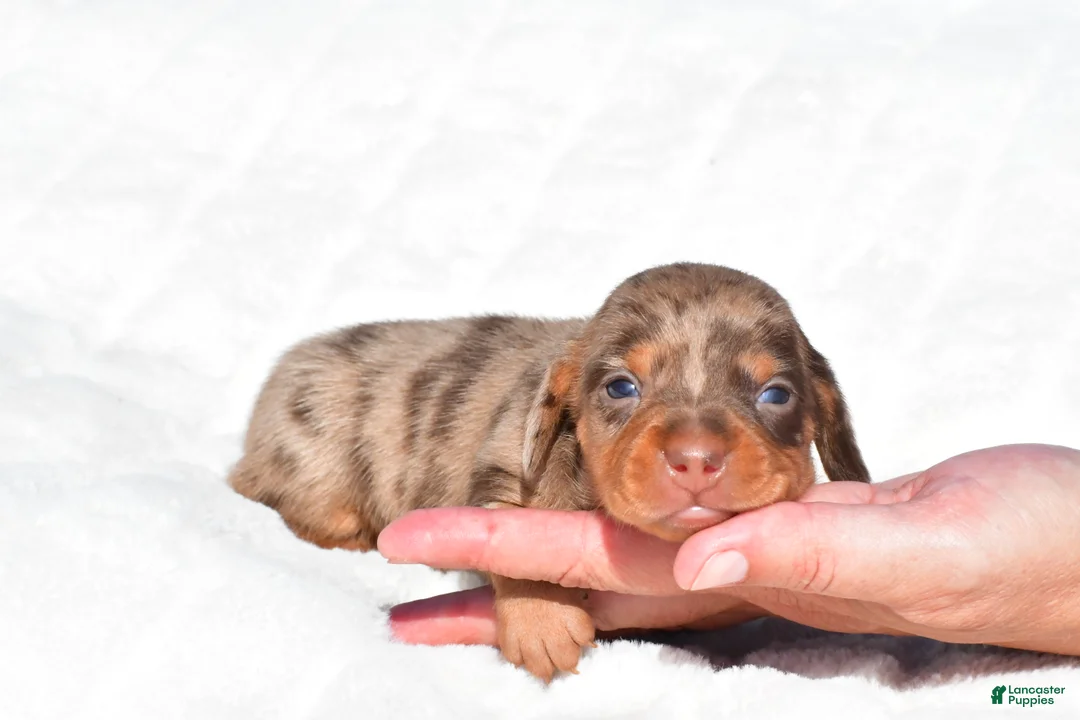 Miniature Dachshund dogs for sale: Holly - Ad 2