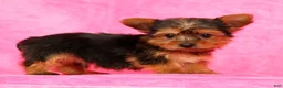 Yorkshire Terrier dogs for sale: Buddy - Ad 6