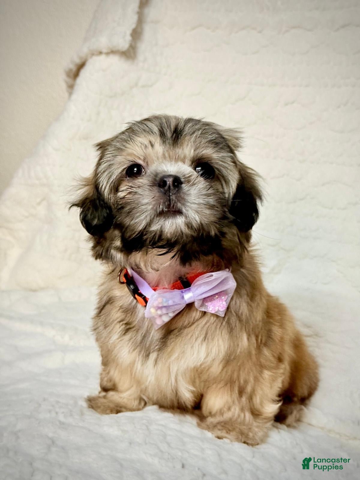 Shih Tzu dogs for sale: "Twin B" Shih Tzu Puppy 4 - Ad 4