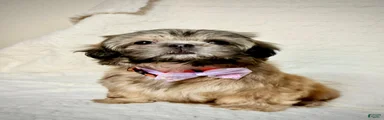 "Twin B" Shih Tzu Puppy 4