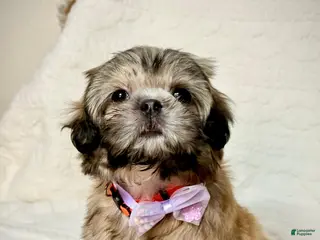 Shih Tzu dogs for sale: "Twin B" Shih Tzu Puppy 4 - Ad 4