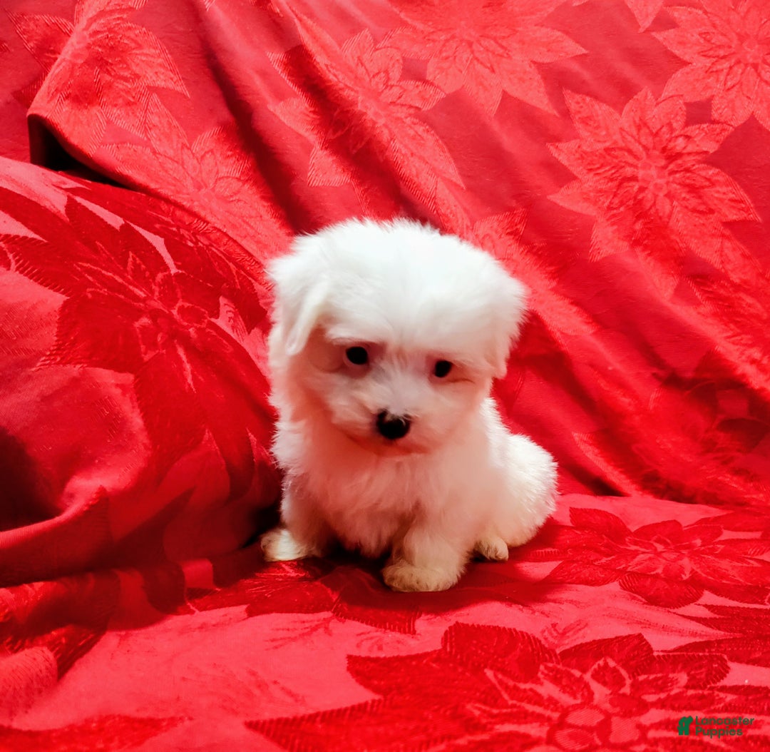 Maltese dogs for sale: Princess - Ad 4