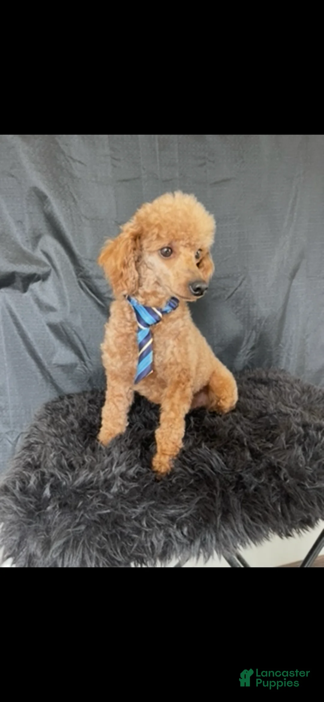 Miniature Poodle dogs for sale: Akc Clear genetics Proven Red Boy - Ad 9