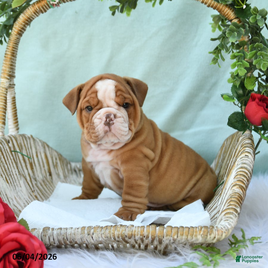 English Bulldog dogs for sale: Diesel - Ad 3