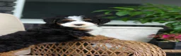 Mini Bernedoodle dogs for sale: Ellie - Ad 8