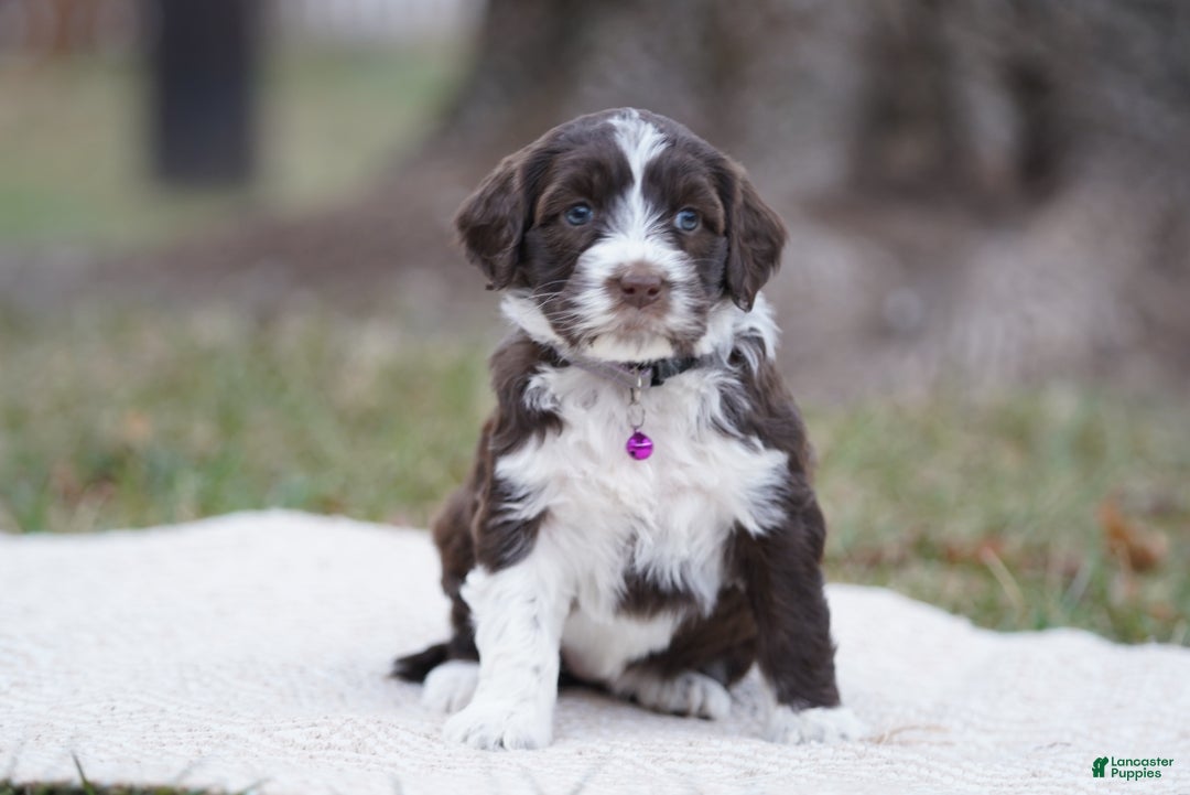 Portuguese Water Dog dogs for sale: Dasher - Ad 7