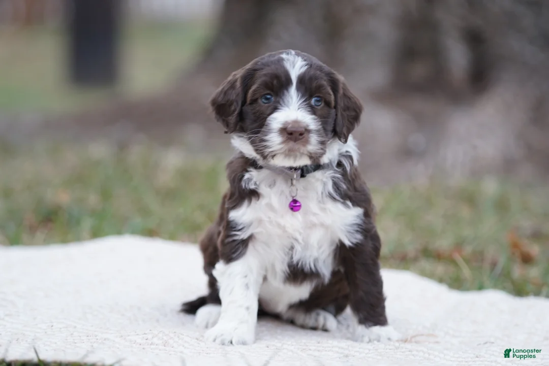 Portuguese Water Dog dogs for sale: Sofi  - Ad 16