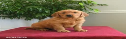 Golden Retriever dogs for sale: Snickers - Ad 5