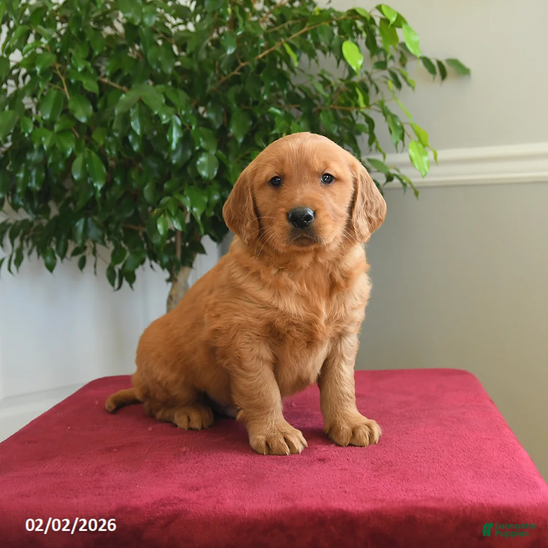 Golden Retriever dogs for sale: Snickers - Ad 5
