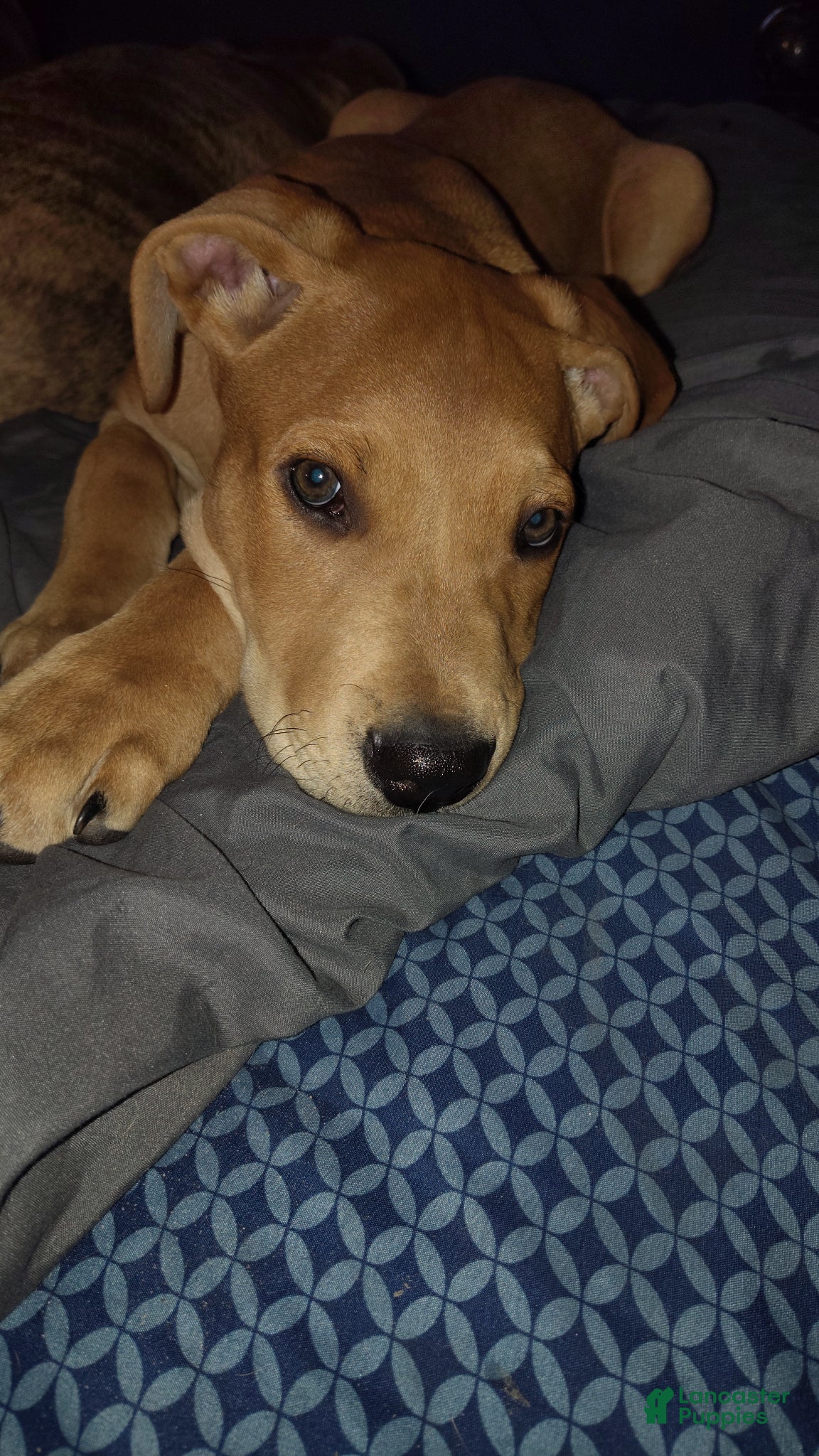 Mixed Breed dogs Squeeks - Ad 20