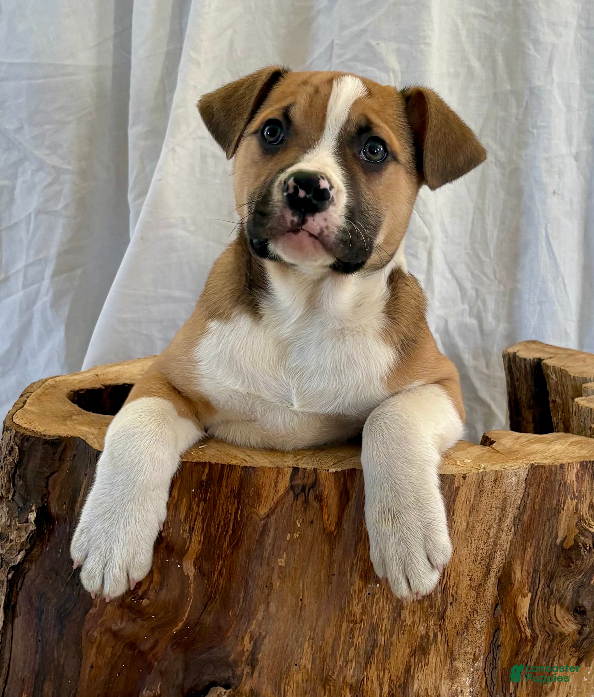 American Bulldog dogs American Bulldog Puppy 2 - Ad 1