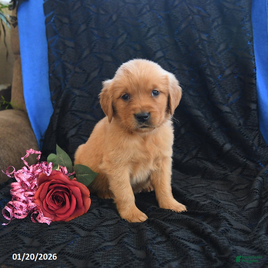 Golden Retriever dogs for sale: Jenny - Ad 3