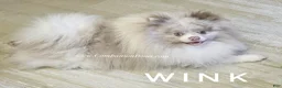 Pomeranian dogs for sale: 😉 One Wink and You’ll Fall in Love – Gorgeous Lavender Merle Parti Pom! 💜🐾 - Ad 5