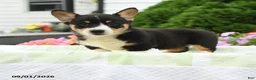 Welsh Corgi Pembroke dogs for sale: Remy - Ad 3