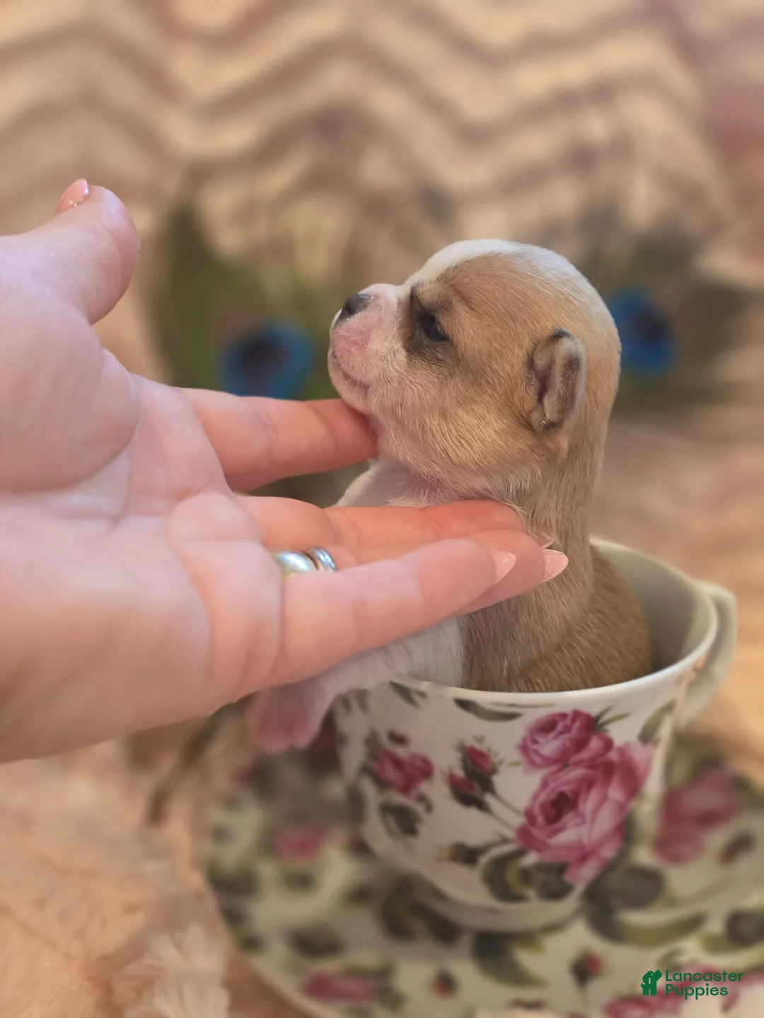 Chihuahua dogs for sale: Chihuahua 3 - Ad 2