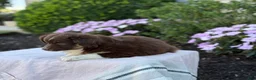 Miniature Australian Shepherd dogs for sale: Arabella - Ad 9