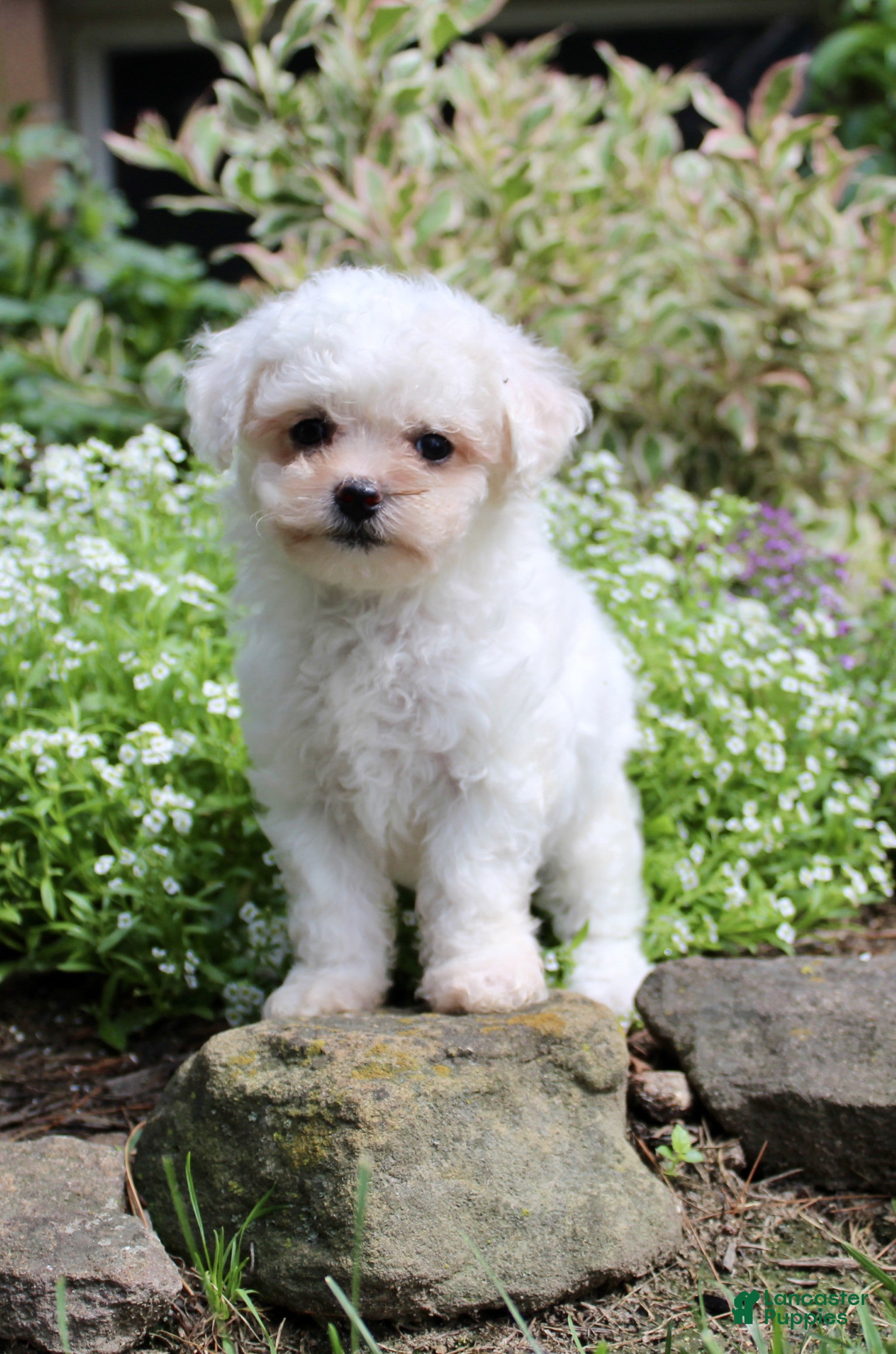 Bichpoo dogs Lulu - Ad 2
