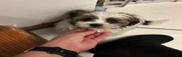 Shih Tzu dogs for sale: Shih Tzu 1 - Ad 8