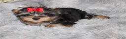 Yorkshire Terrier dogs for sale: Yorkshire Terrier 1 - Ad 5