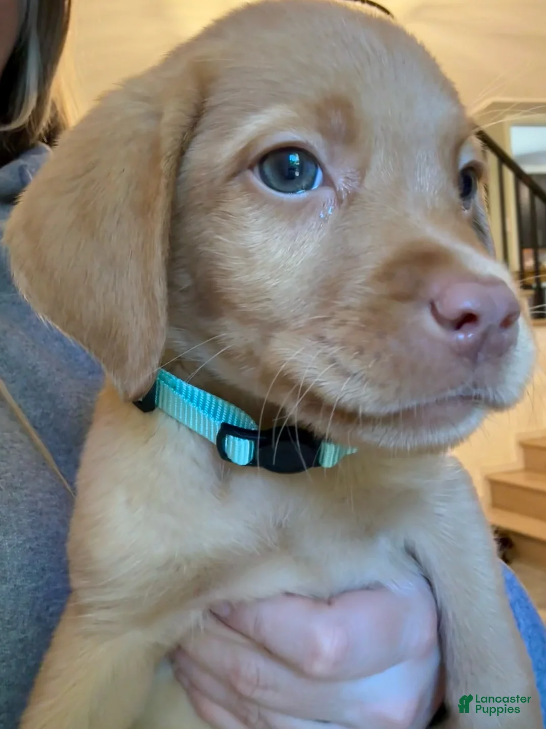 Labrador Retriever dogs for sale: Light Blue Fox Red Lab Puppy - Ad 1