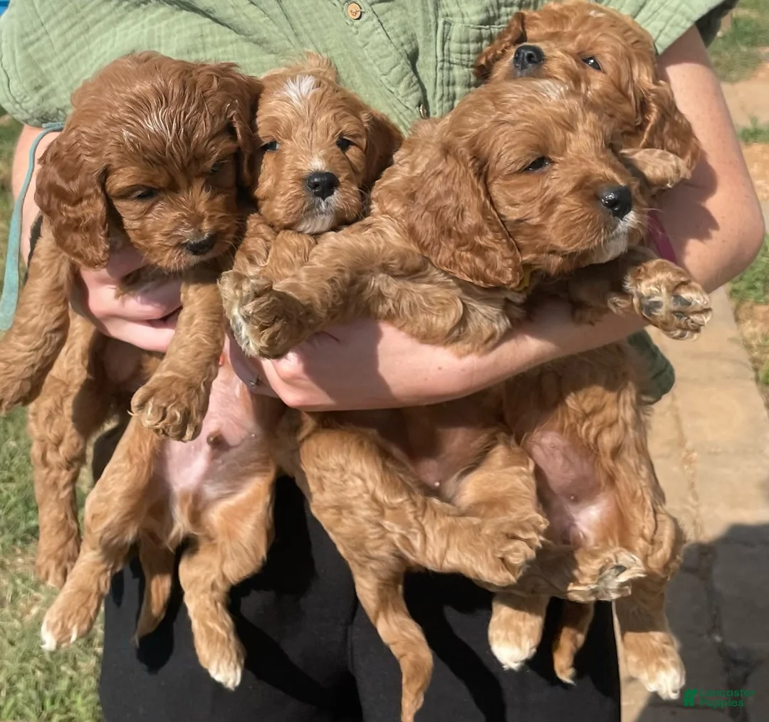 Gallery Image {{count}}