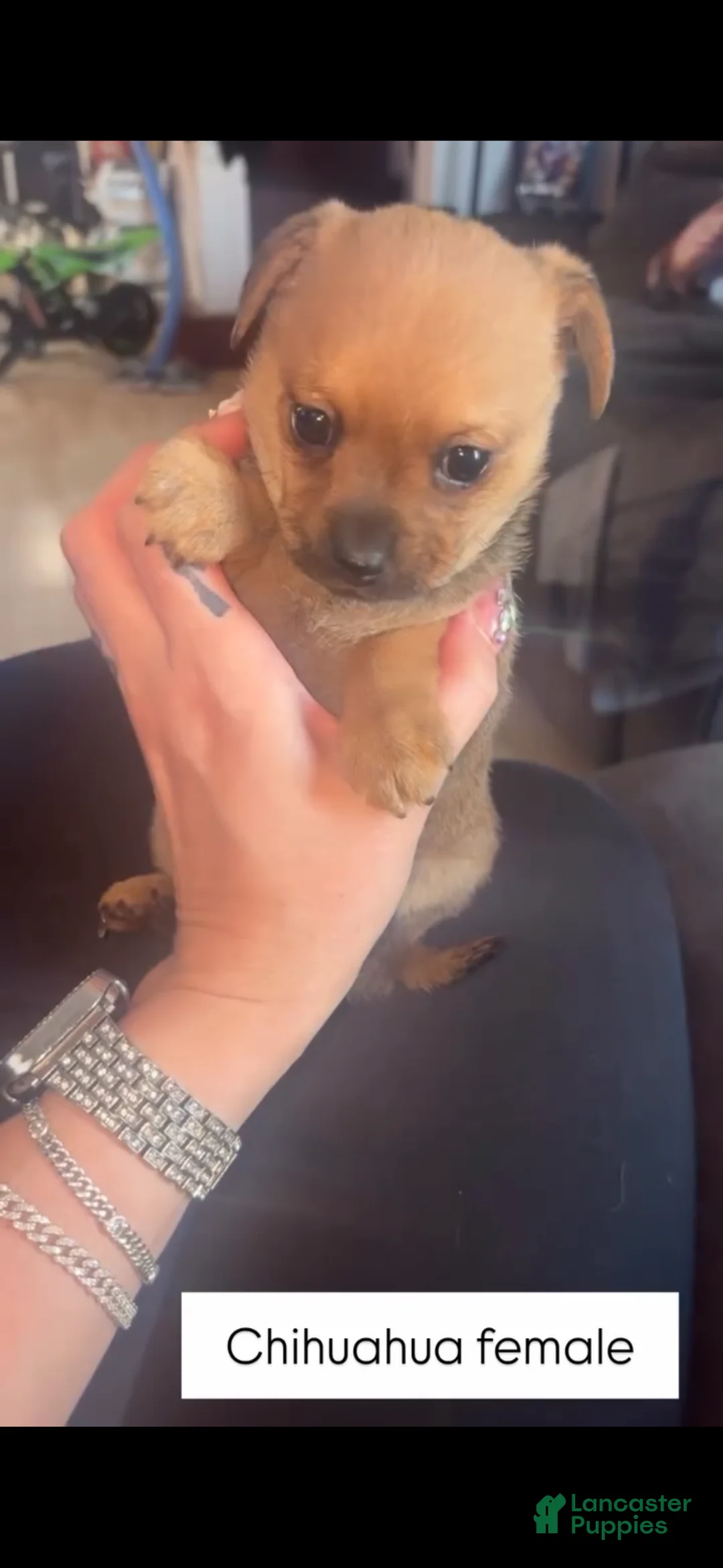 Chihuahua dogs for sale: Chihuahua Puppy 2 - Ad 1