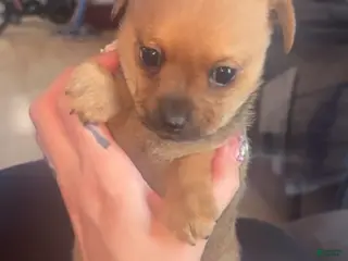 Chihuahua dogs Chihuahua Puppy 2 - Ad 20