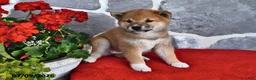 Shiba Inu dogs for sale: Molly - Ad 3