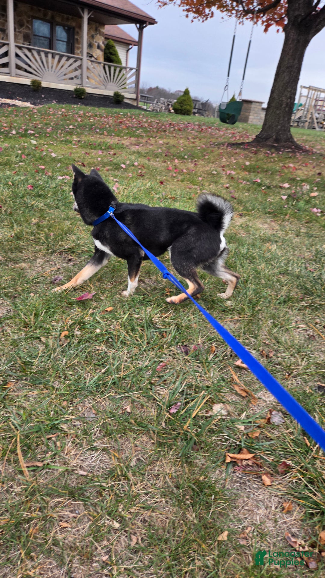 Shiba Inu dogs for sale: Shiba Inu Puppy 1 - Ad 6