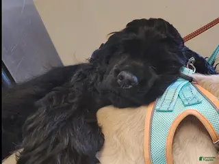 Cocker Spaniel dogs Cocker Spaniel Puppy 2 - Ad 31