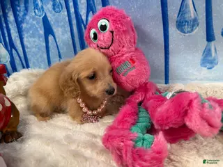 Dachshund dogs ee import cece - Ad 26