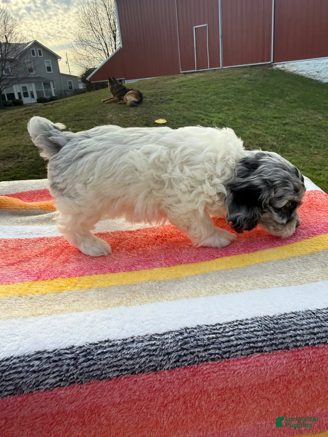 Cockapoo dogs for sale: Cockapoo Puppy 2 - Ad 2