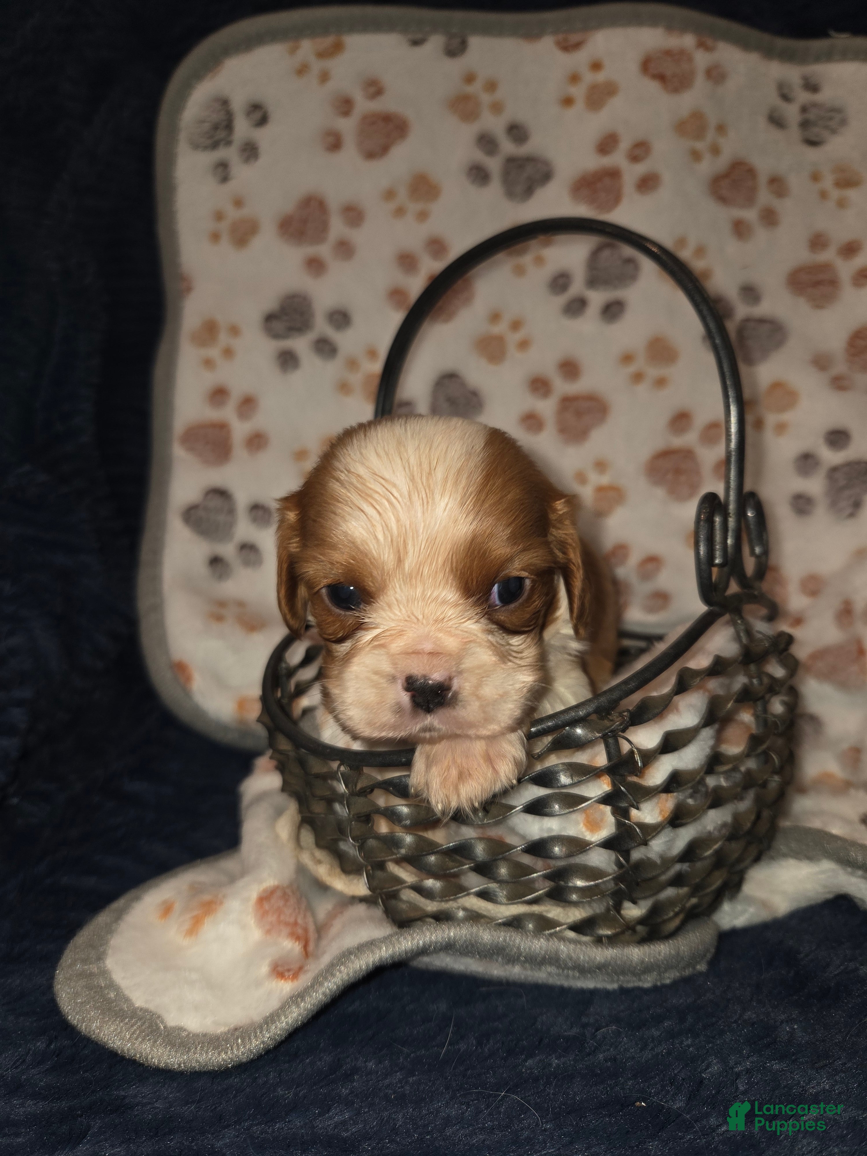 Cavalier King Charles Spaniel dogs Cavalier King Charles Spaniel Puppy 1 - Ad 1