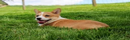 Welsh Corgi Pembroke dogs for sale: Olive(triple clear) AKC - Ad 3