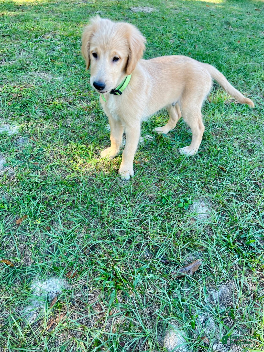 Golden Retriever dogs for sale: Golden Retriever Puppy 2 - Ad 5