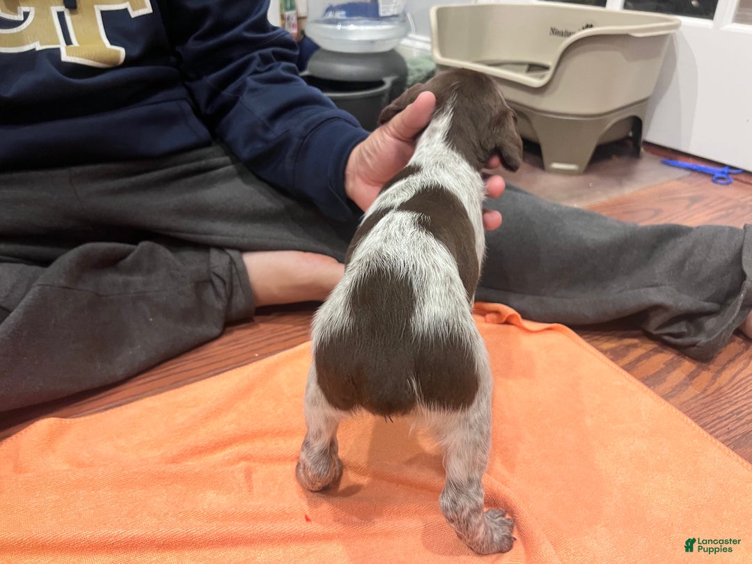 Mixed Breed dogs for sale: Mixed Breed Puppy 4 - Ad 2