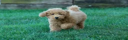 Mini Goldendoodle dogs for sale: MAX - Ad 13